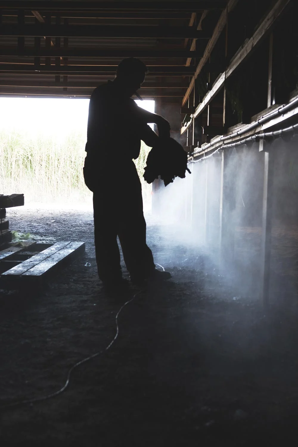 Jeff Borysiewicz examines tobacco in the curing barn on his Florida Sun Grown tobacco farm. (image: Zach Ramsey)