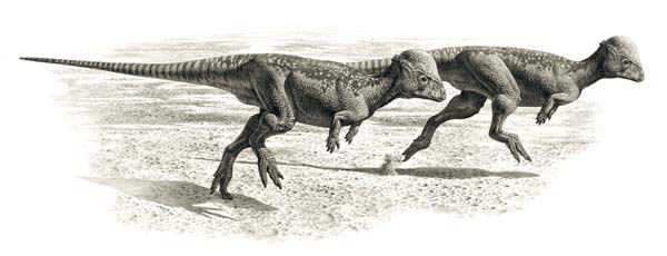 Pachycephalosaurus