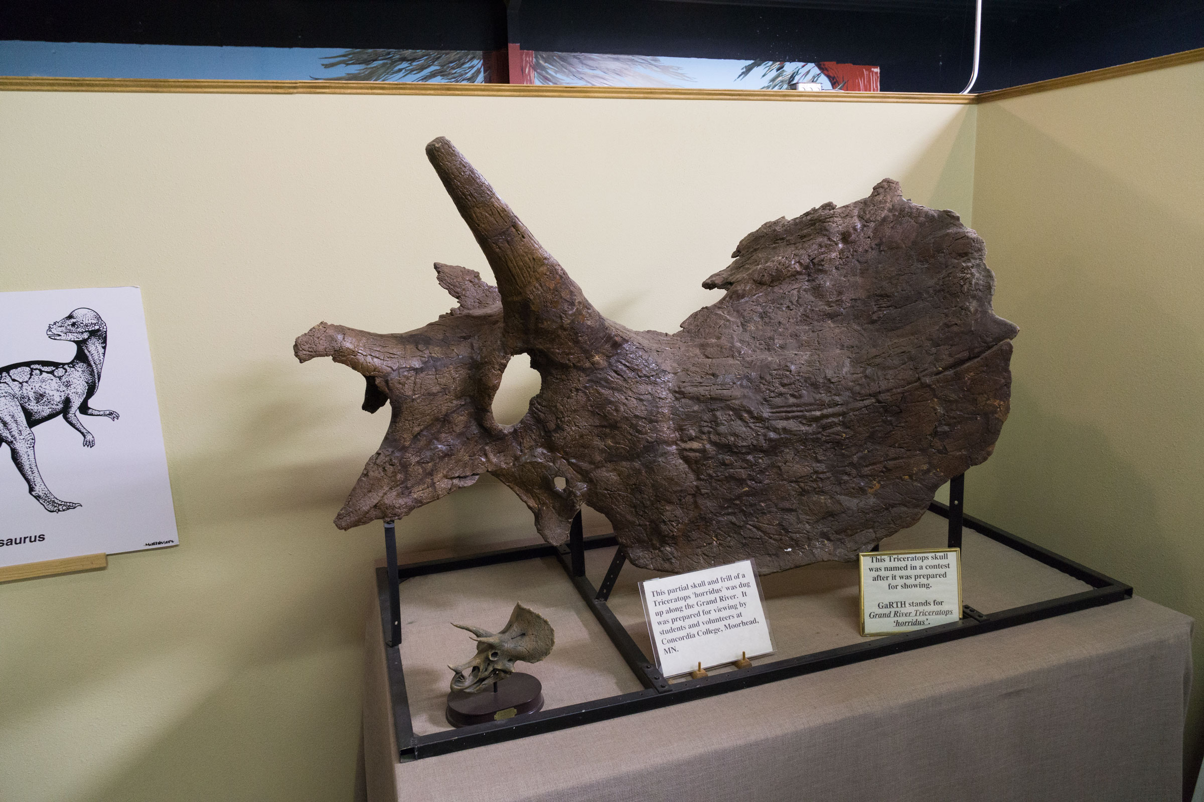 Triceratops skull (Garth)
