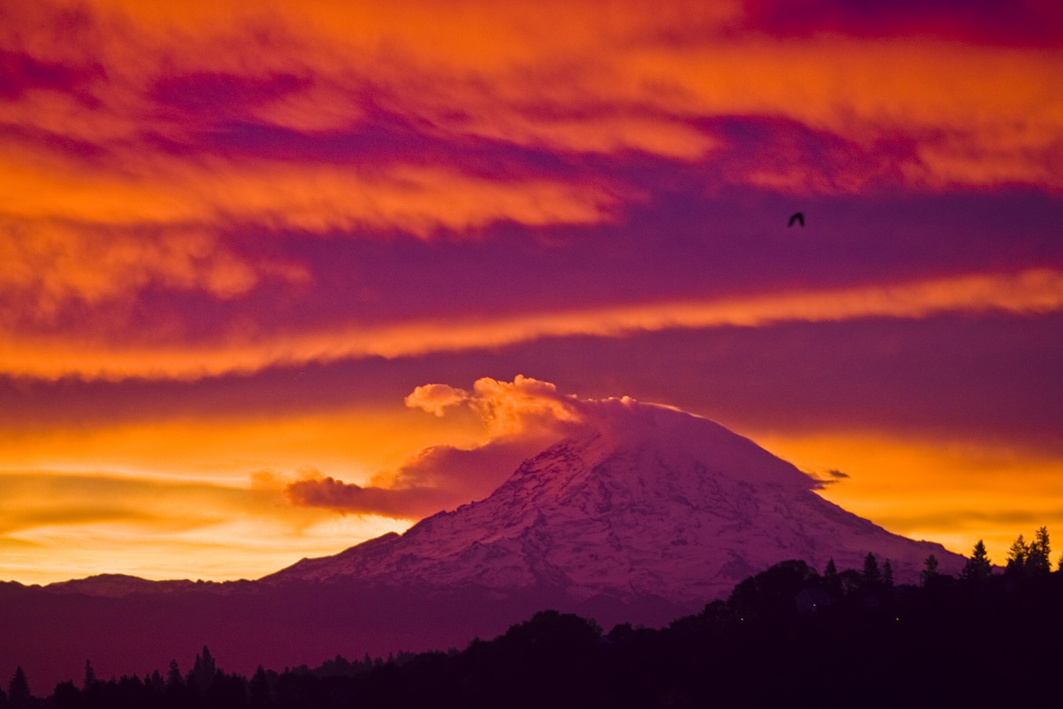 Mt. Rainier