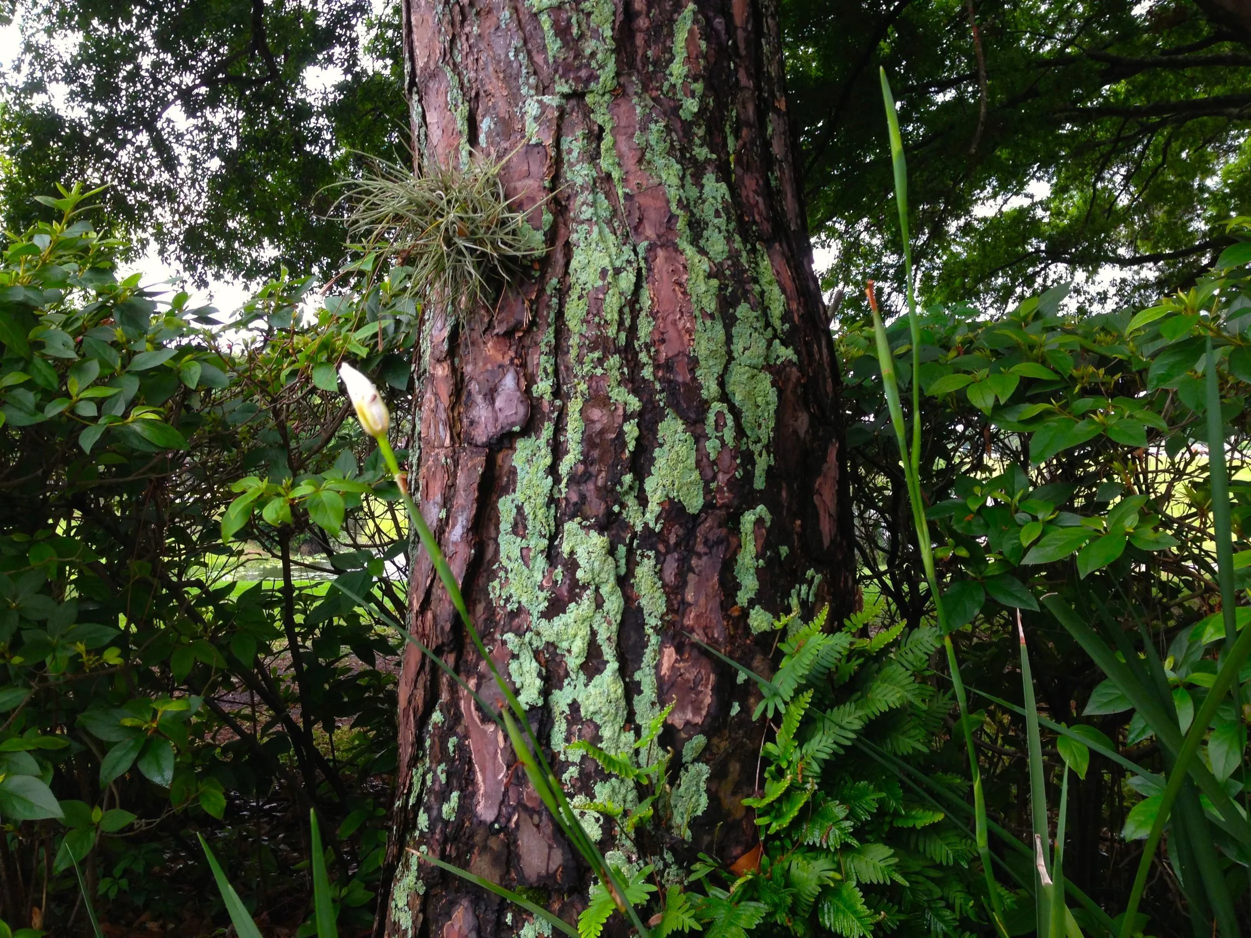 green moss tree.jpg