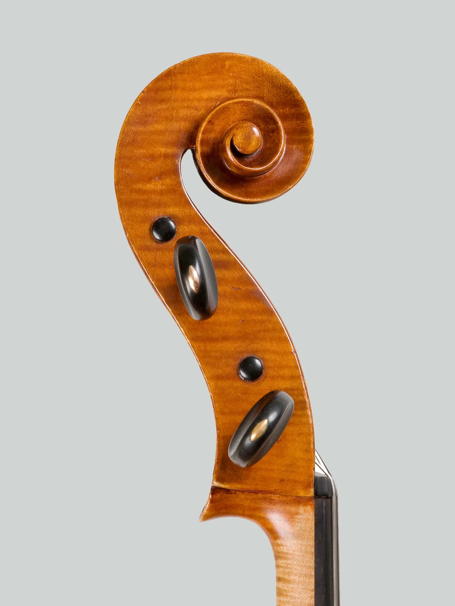 Schnecke.jpg