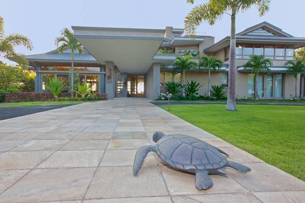 turtle.jpg
