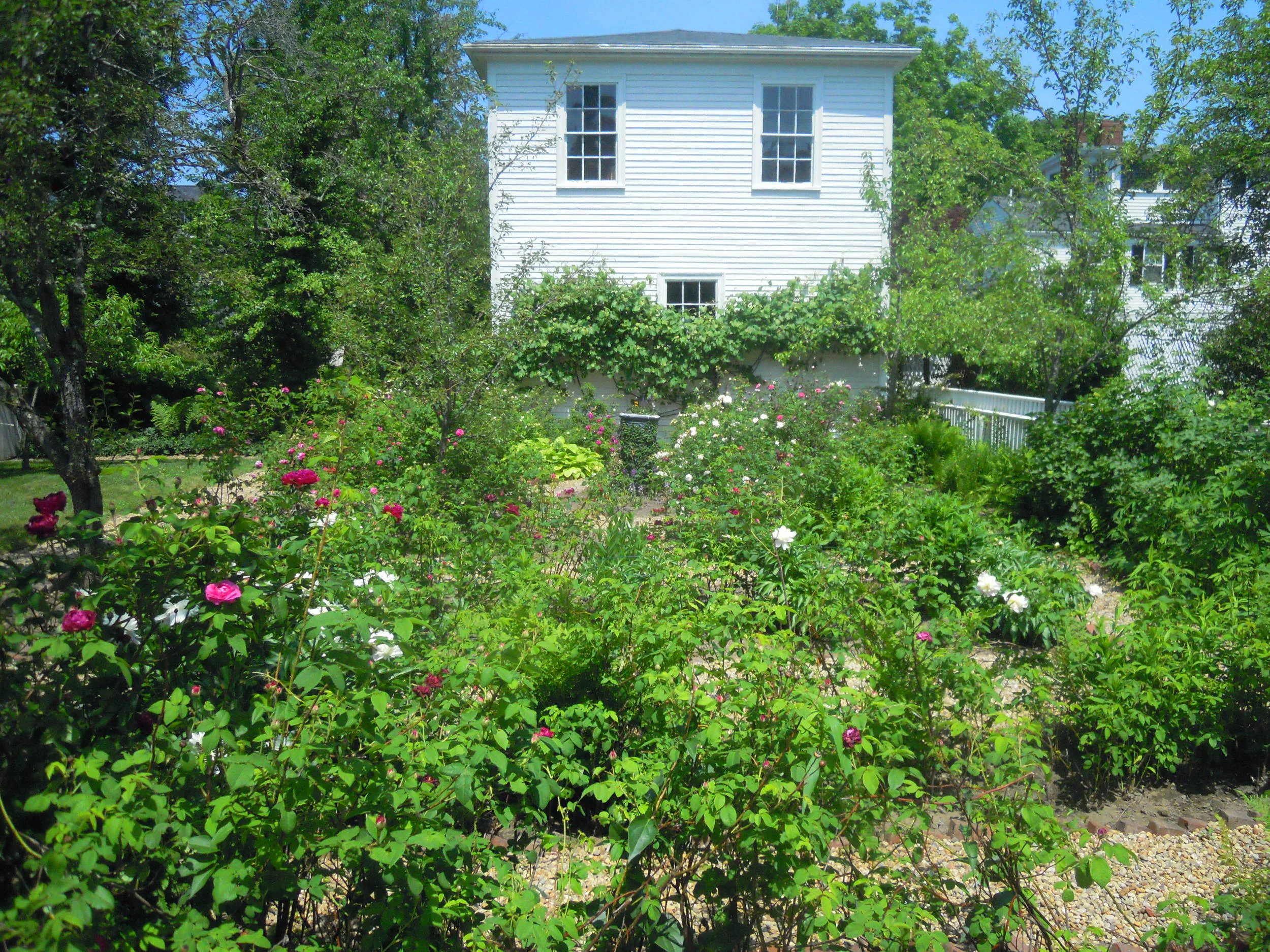 The HIST garden in bloom