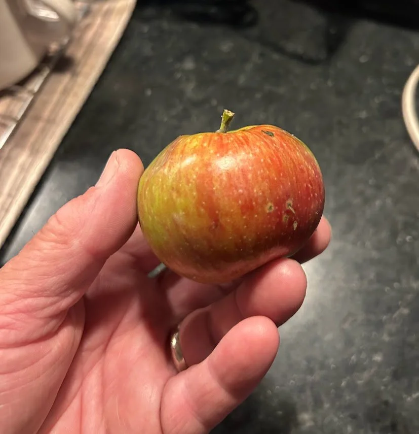 Apple 2.jpg