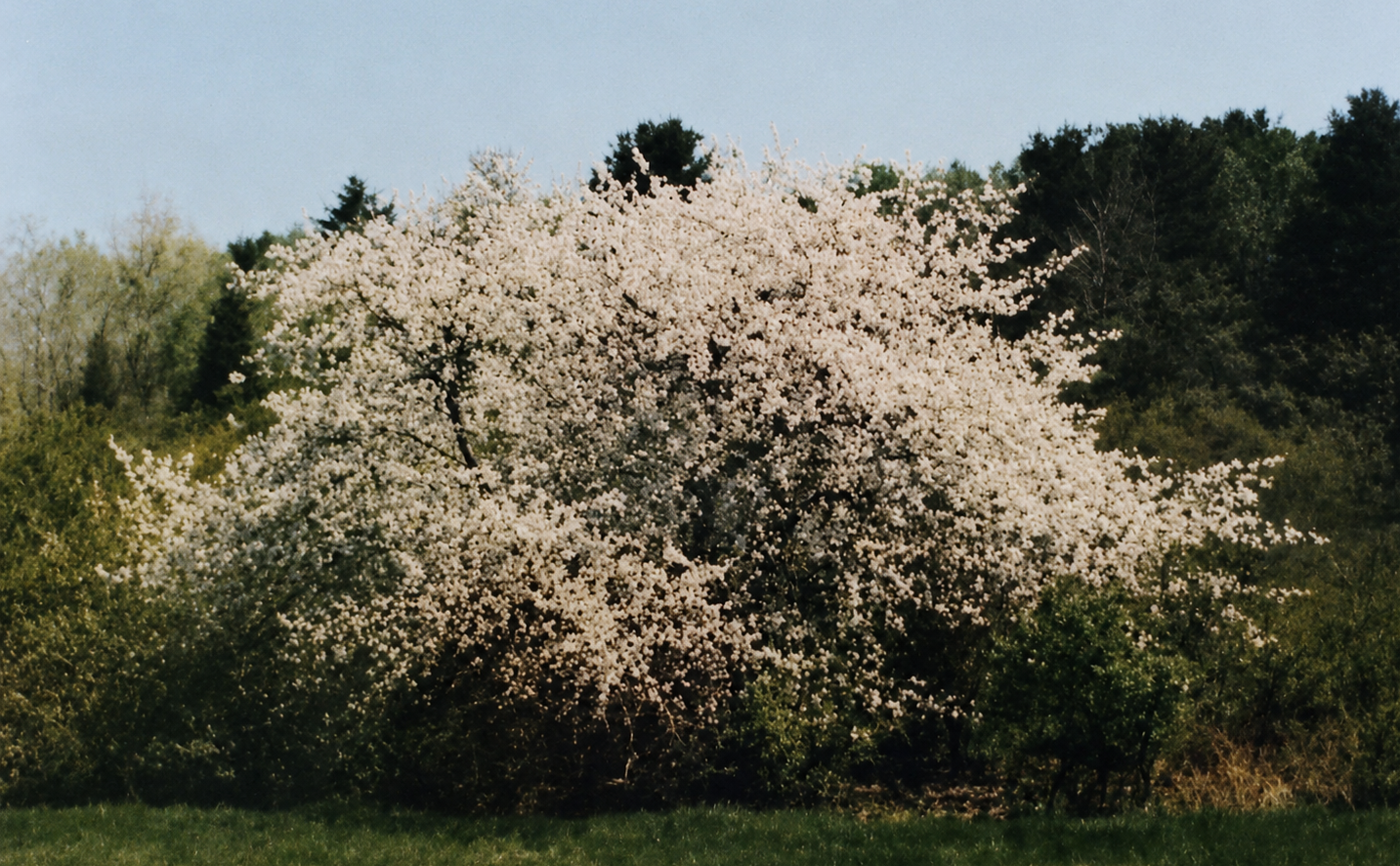 Black Gilliflower, Noyes Sweetings, and Grandfather’s Graft: 