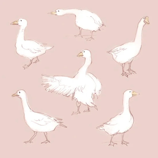 Clueless+Geese.jpg