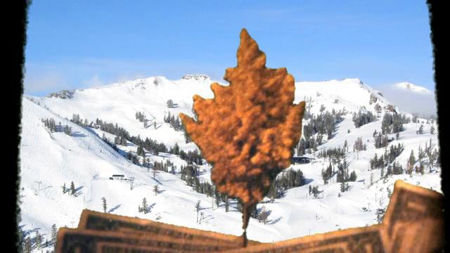 Pennington Productions Presents: It does grow on Trees