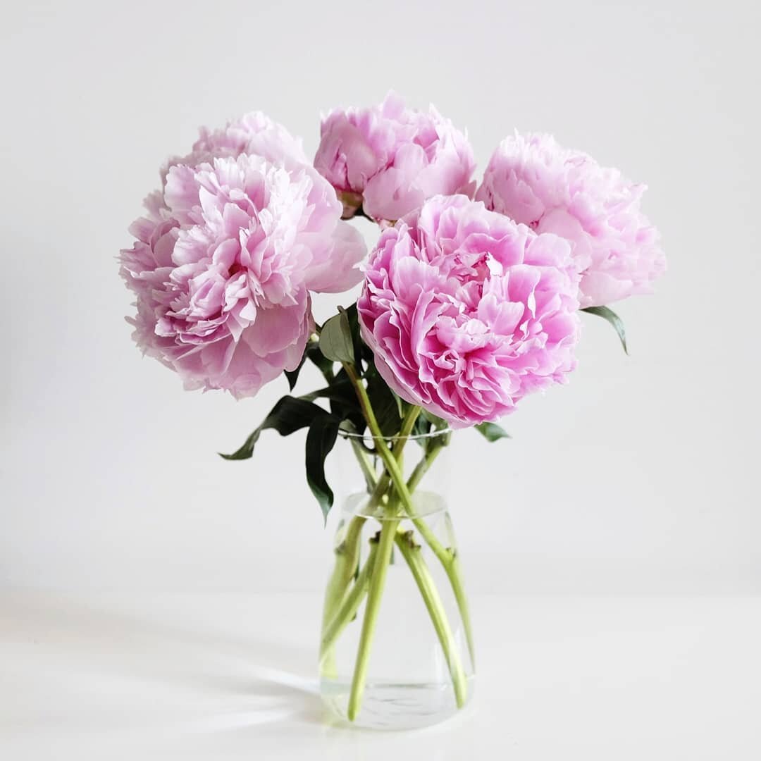If cotton candy was a flower. Pivoines&gt; barbe &agrave; papa.
.
.
.
#peonies #queenofspring #passionpivoines #pivoines #peonias #grownincanada🌱🇨🇦 #cutflowers
