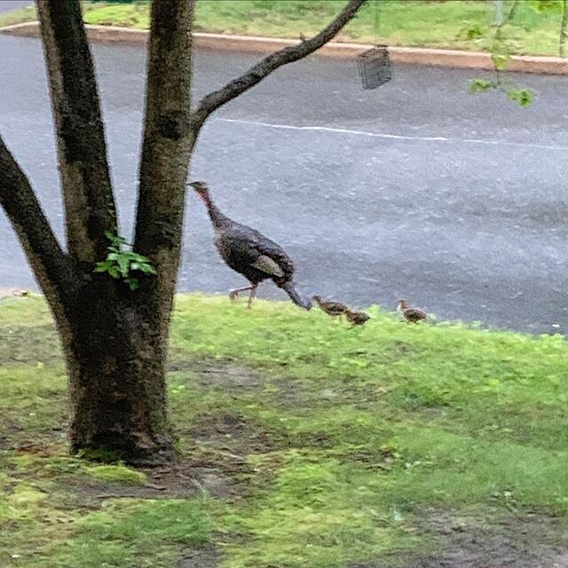 Right after the rain stopped, a family of wild turkeys decided to take a stroll through the front yard. Hope they get where they&rsquo;re going safely! #turkey #wildturkey #poults