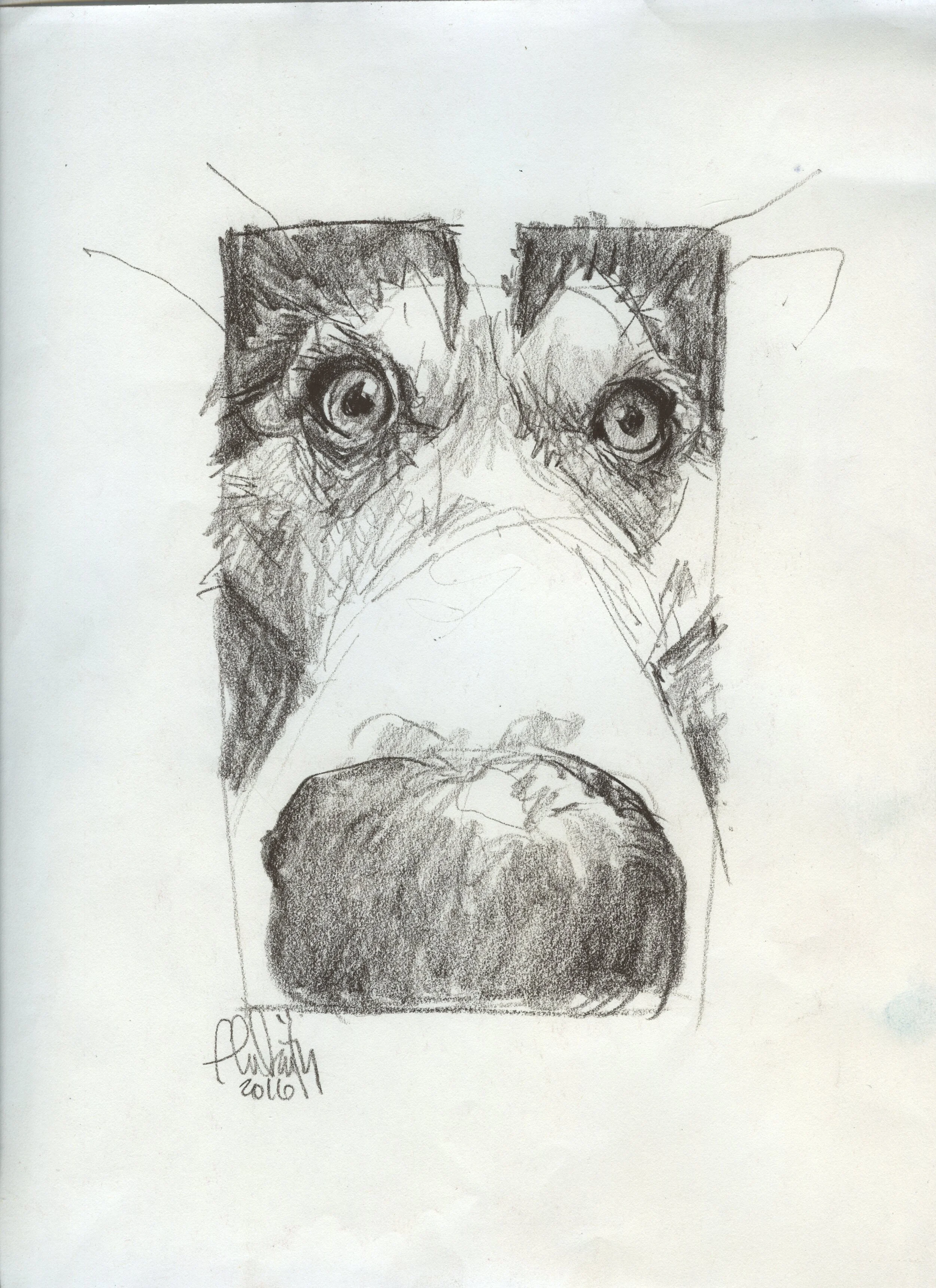 Dog196.jpg