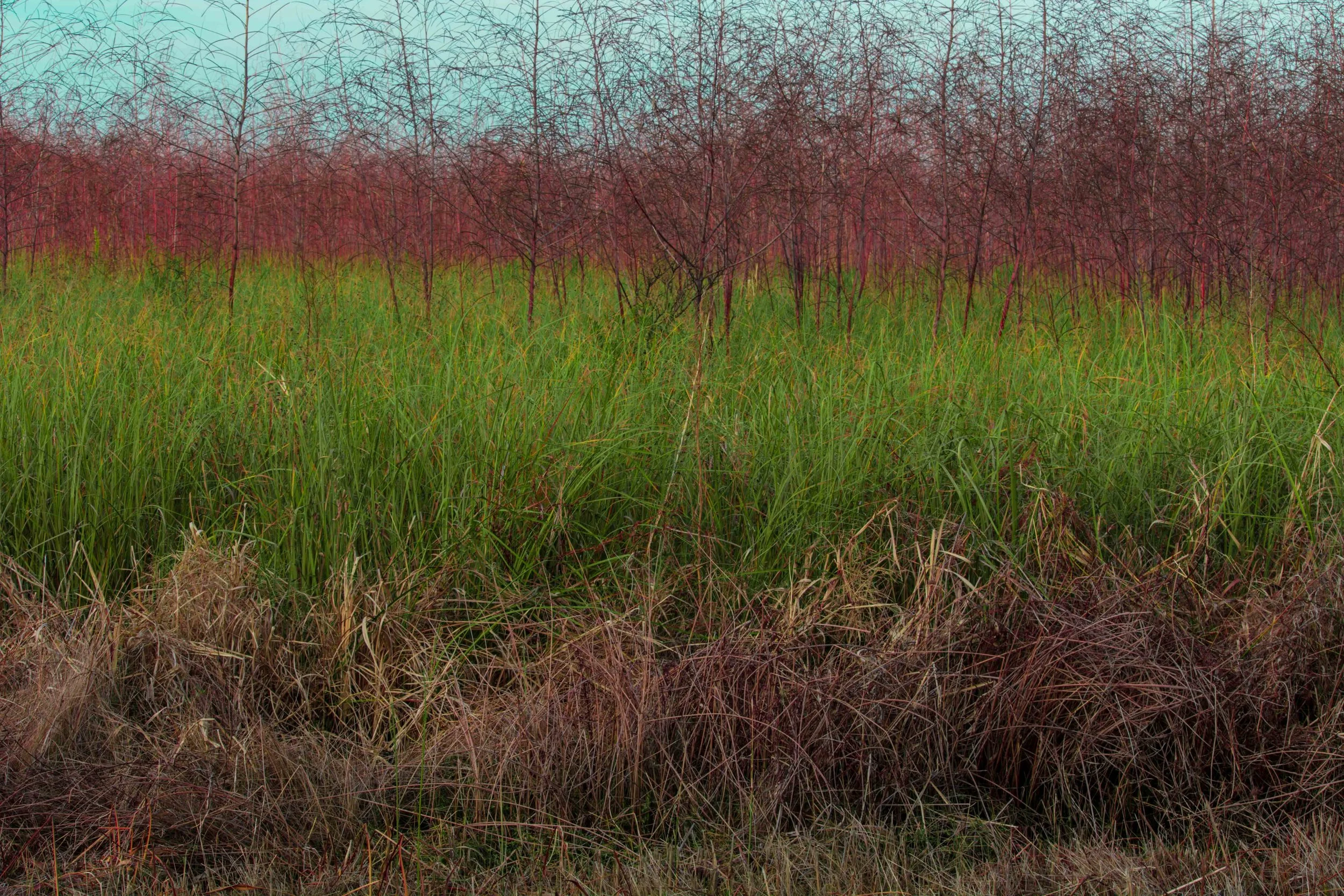 Rainbow-201.jpg