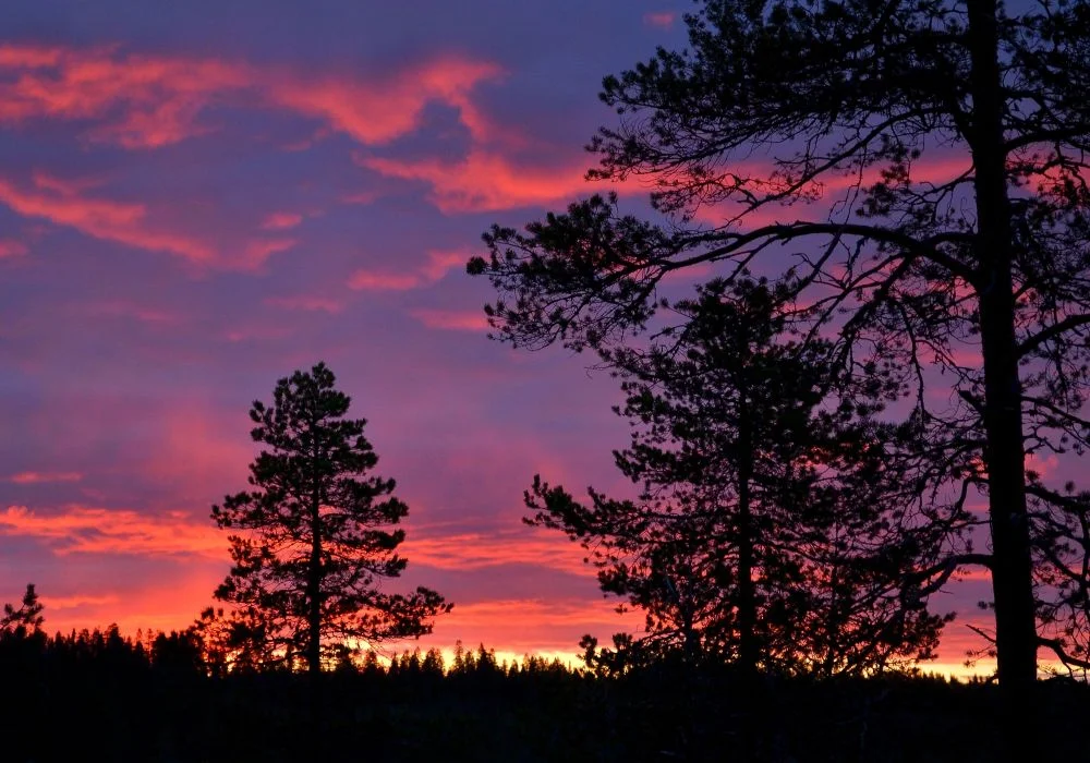 Auringonlasku tarjosi mahtavia värejä, mutten mäntymetsältä löytänyt millään hyvää kuvauspaikkaa.