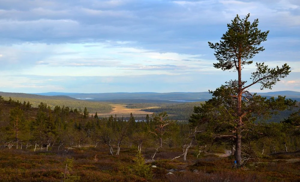 Laaksoa ja kukkulaa.