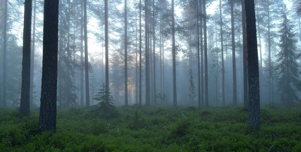 sumu.jpg