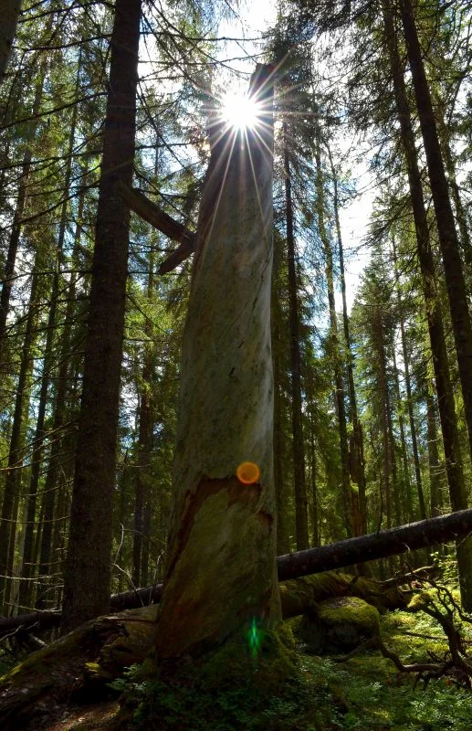 Vanhahko keskikokoinen puu.