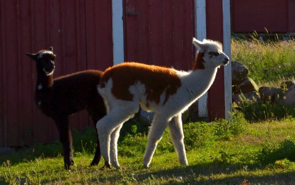 Alpakoita. Oikeasti.