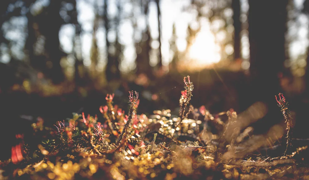 Sunlight through the undergrowth
