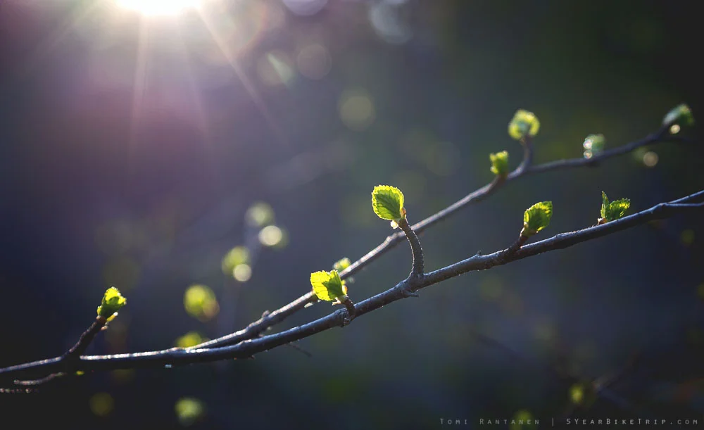 Summer is coming! This may seem late to some of you, but here above the Arctic Circle, the birch tree leaves are only just beginning to open.