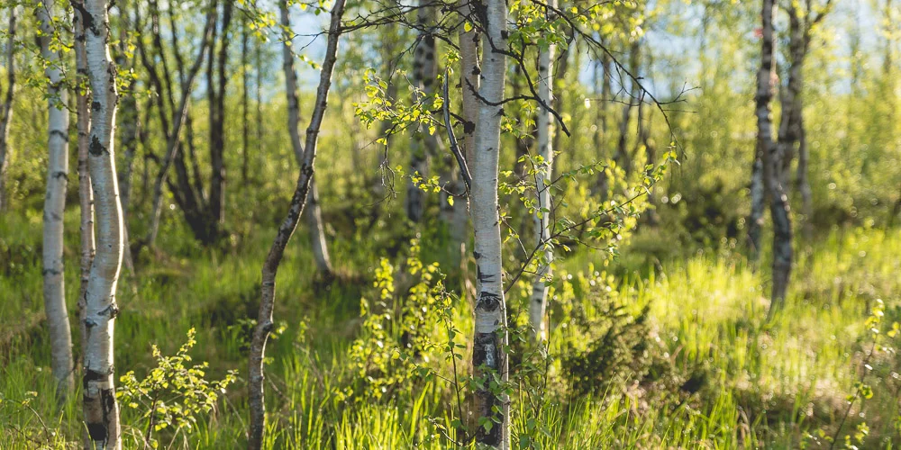 Birch trees in the morning light.