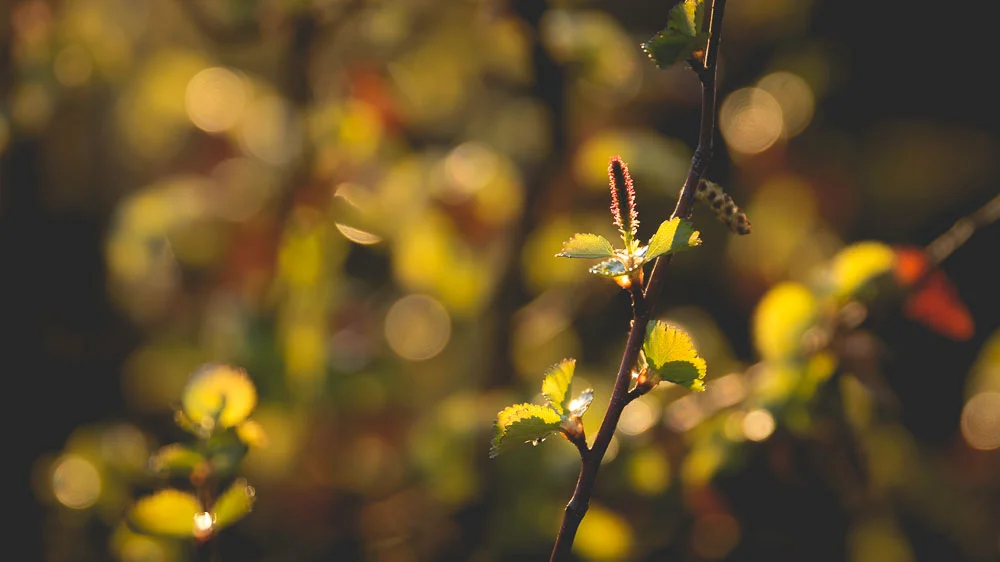 Backlit green plant.