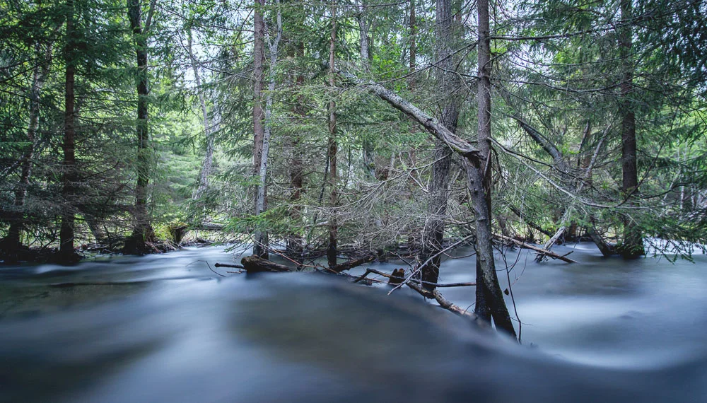 The nearby stream was so flooded even the spruce trees were in the water. (Long exposure shot)