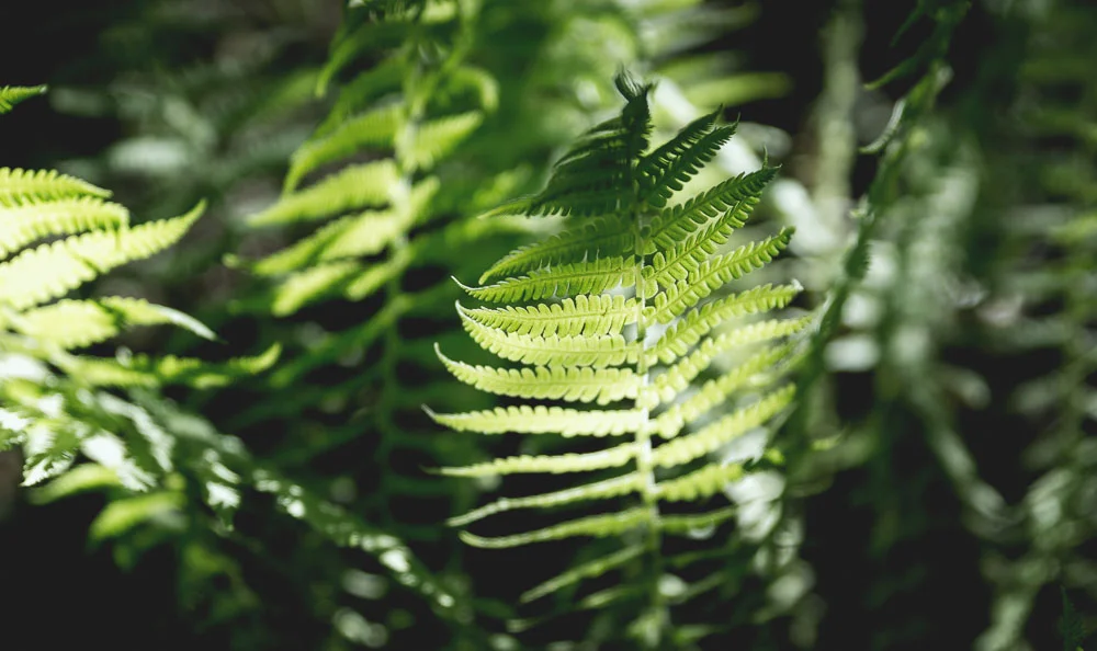 Ferns in the Lullefjellet nature reserve forest.