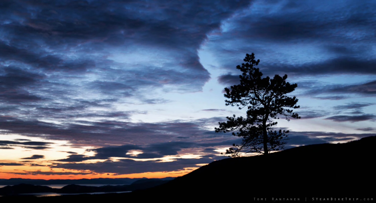 Pine tree silhouette at dusk.