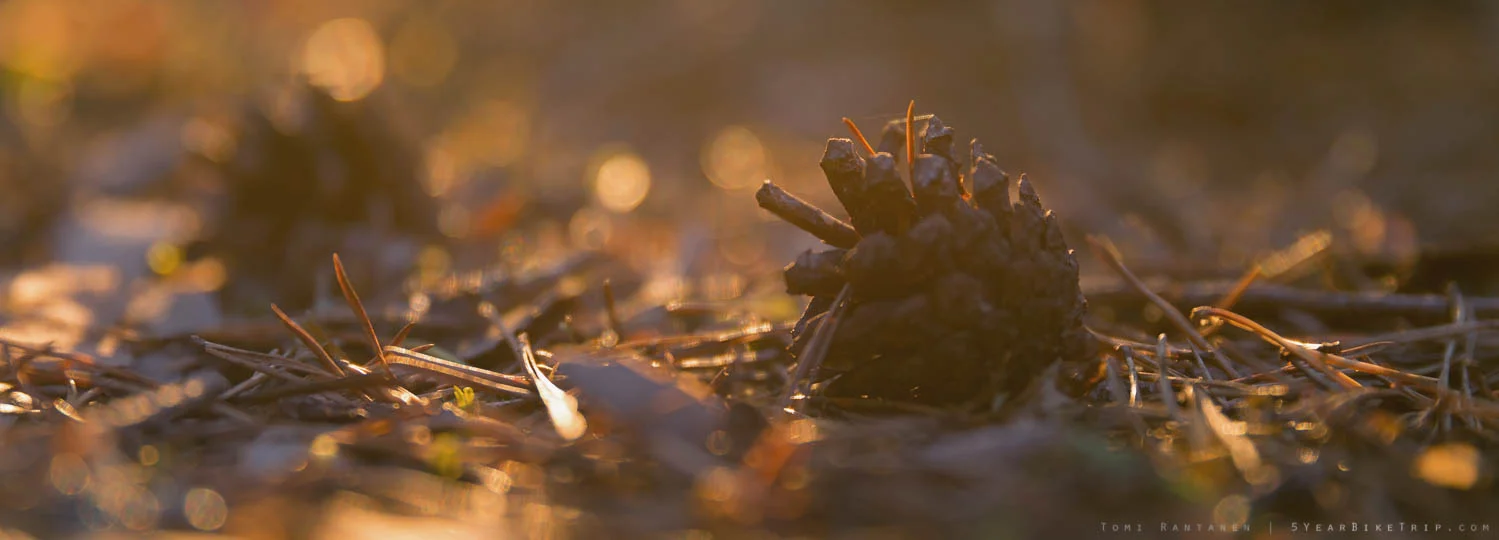 Just a backlit pine cone doing its thing.