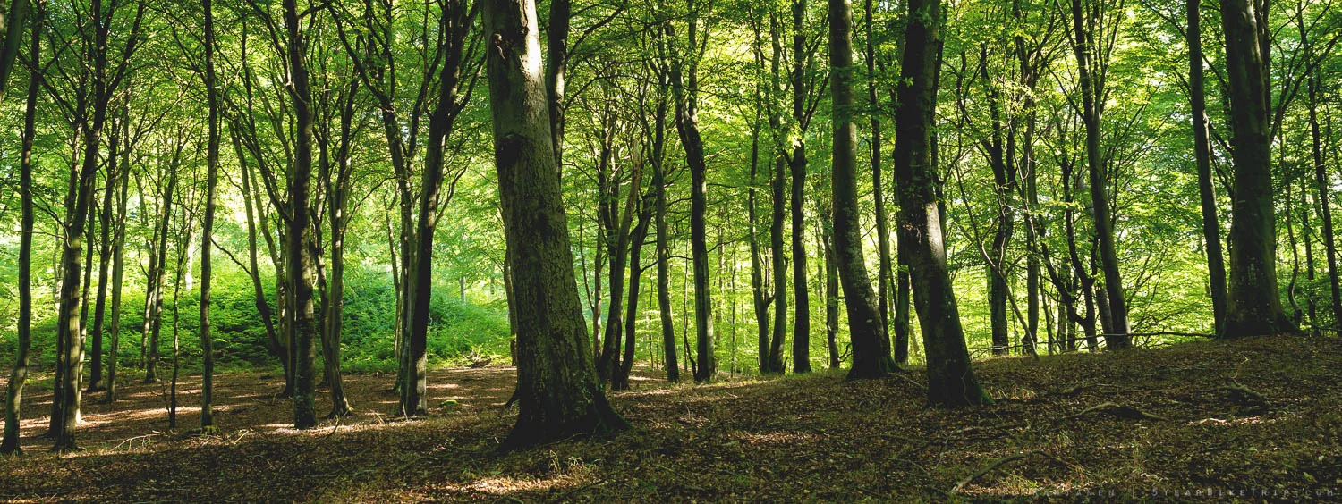 "We shall fight on the beeches..."