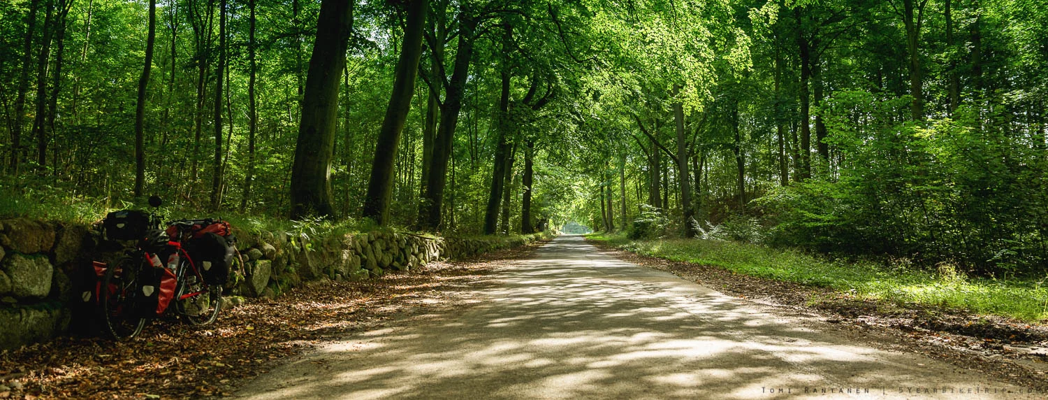 Beech tree forest path.