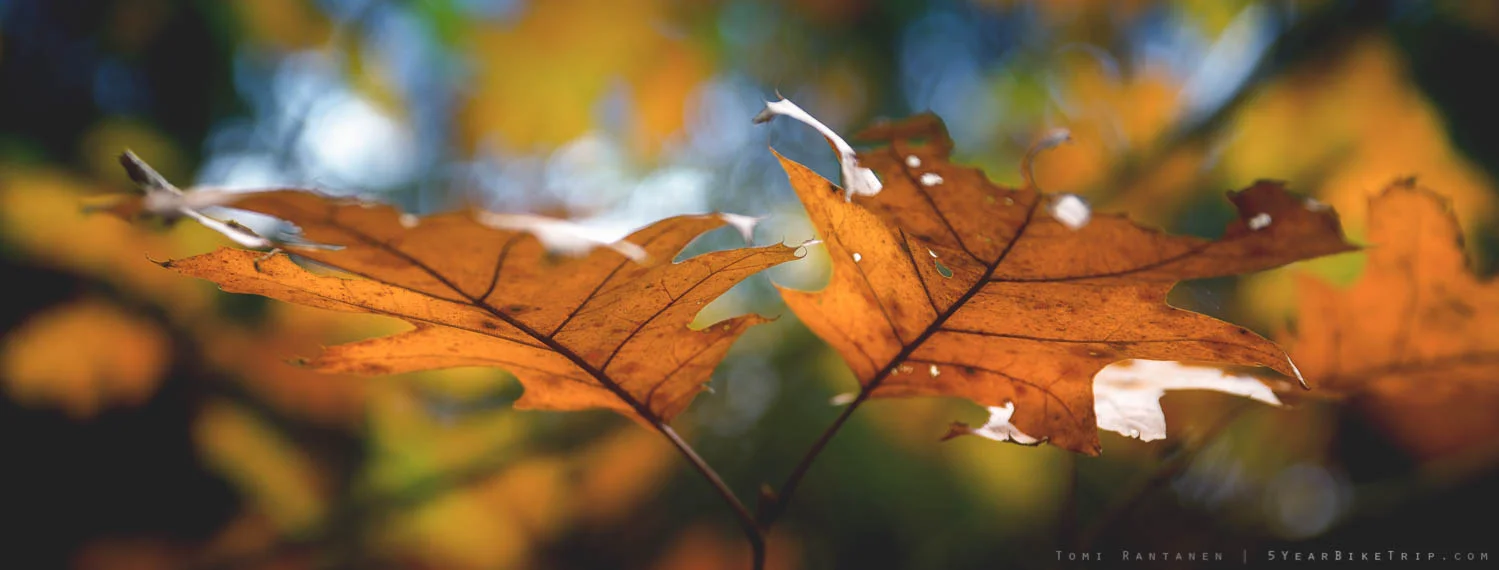 Autumn leaves in the morning.