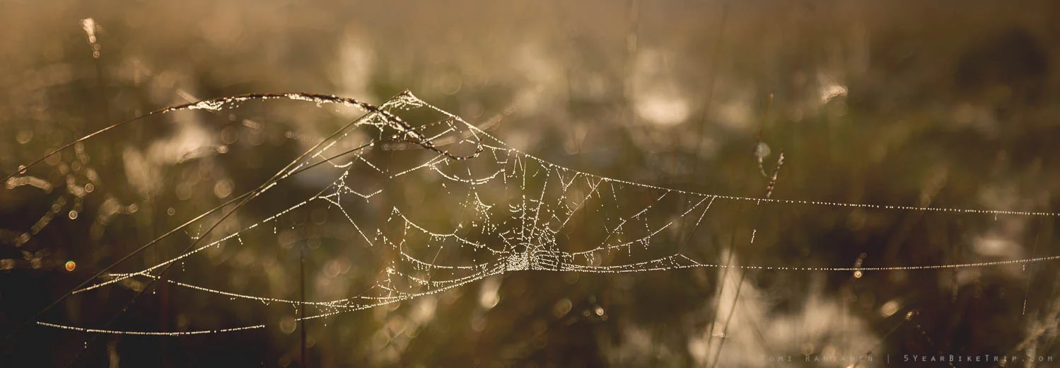 The entire field was full of spiderwebs everywhere you looked.