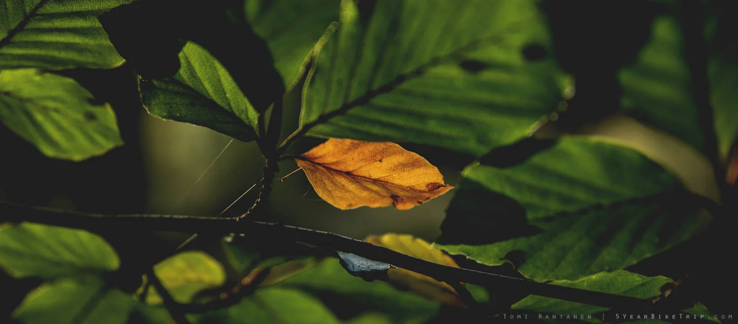 Some leaves are more quick to accept change than others.