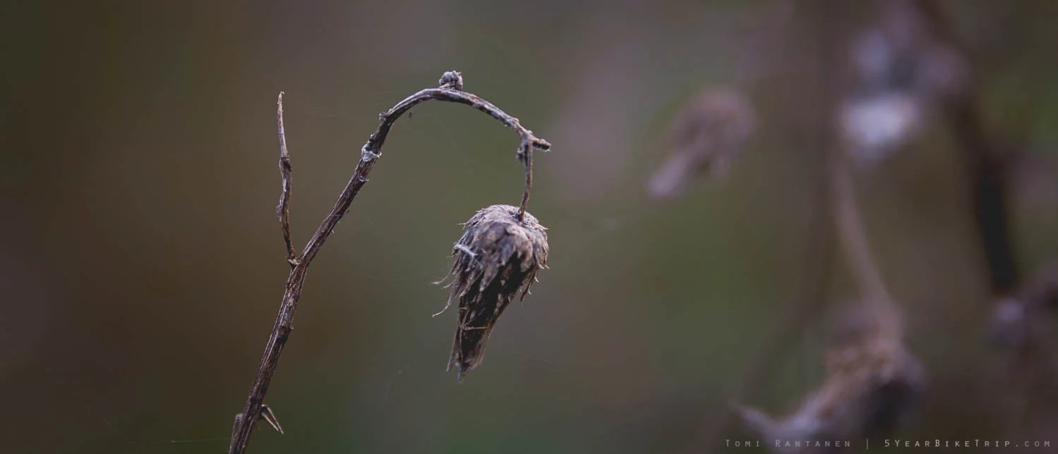 Weather at Biesbosch was too grey for landscapes, so we took macros instead.