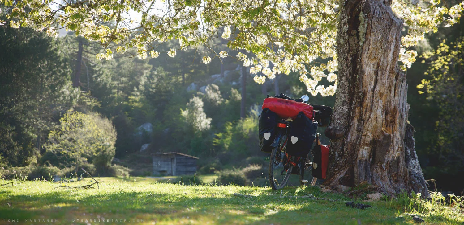 Step 1: Find tree. Step 2: Lay down under tree. Step 3: Repeat.