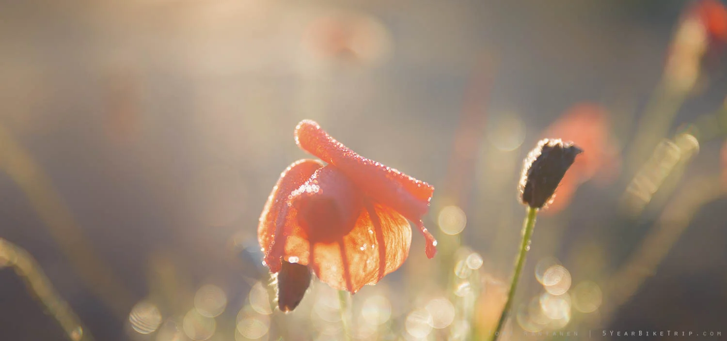 It's a flower.
