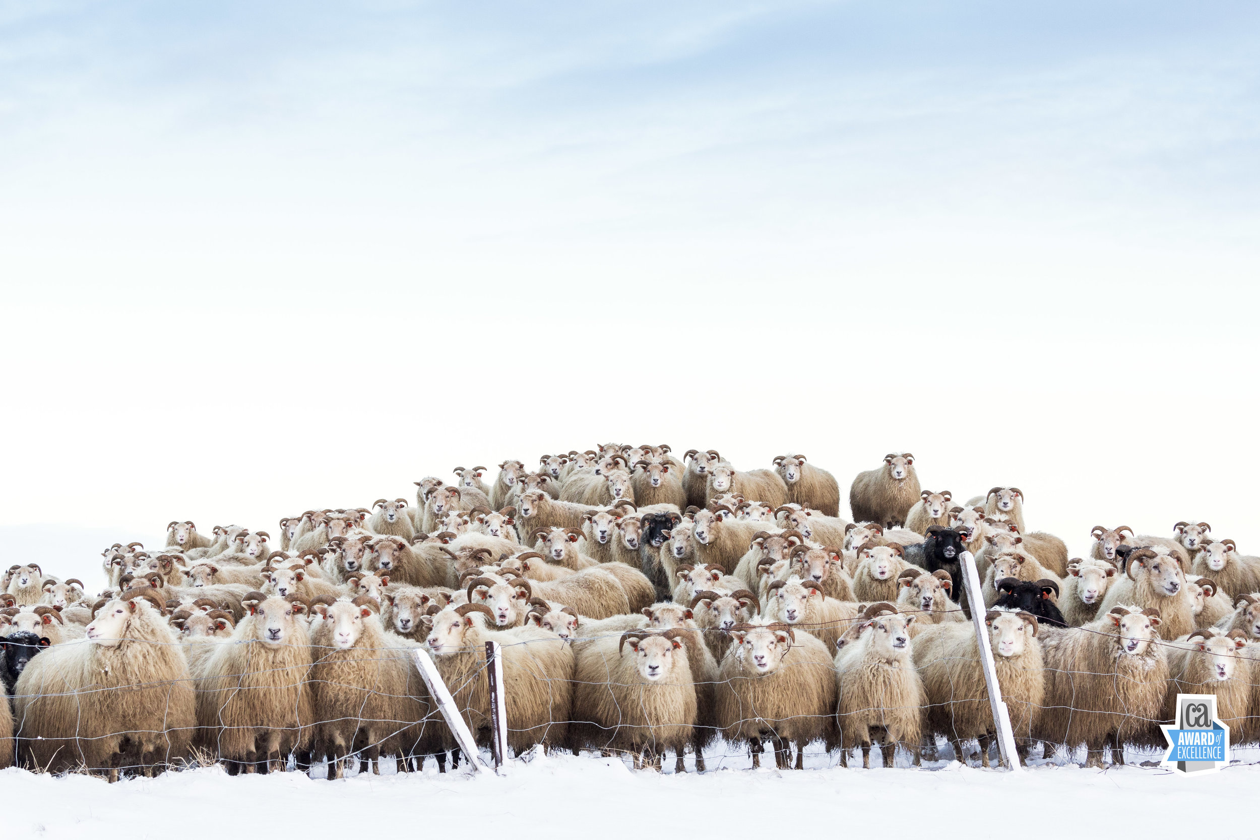 Sheepwatch