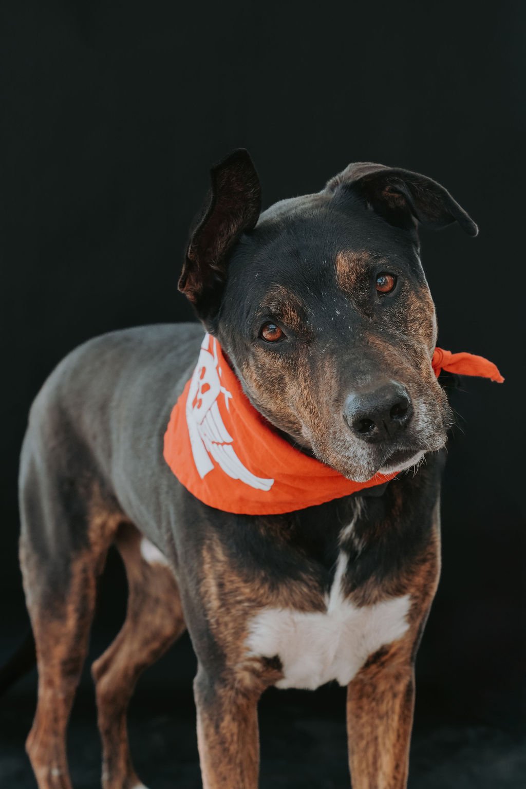 HalloweenPups-07.jpg