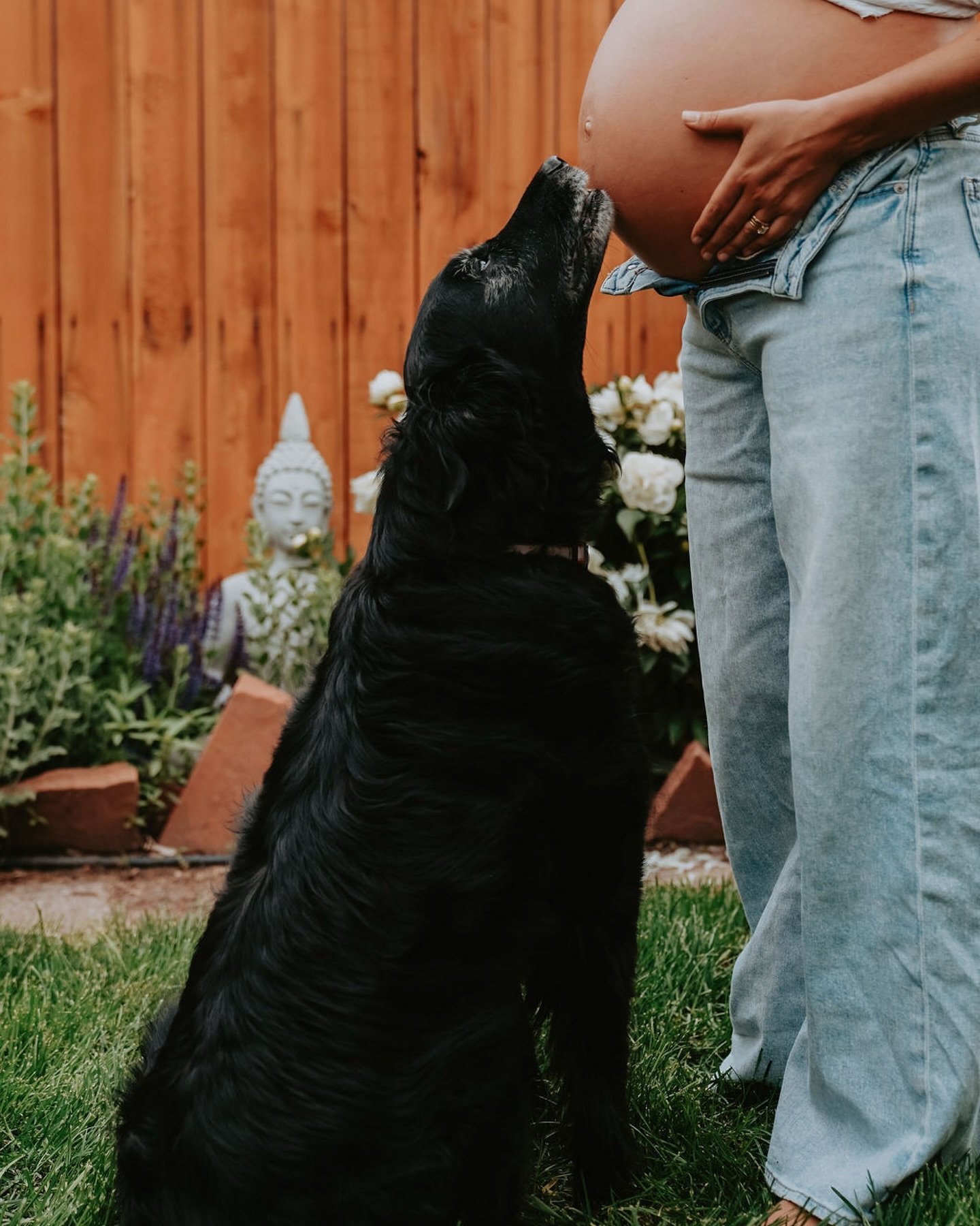I love intimate at home photoshoots! Thank you @sarahbarnyard &amp; @crappystappy for having me over to document your hilarious pups and this special time in your lives! Can&rsquo;t wait to meet baby Jack! 
.
.
.
#maternity #denvermaternityphotograph