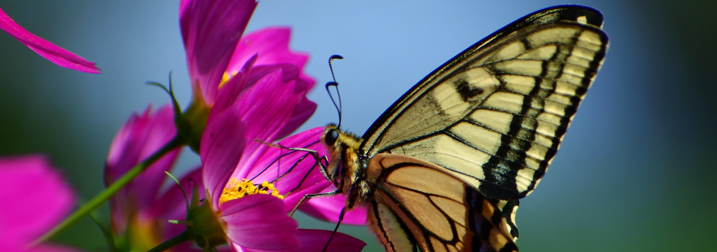 Butterfly (1).png