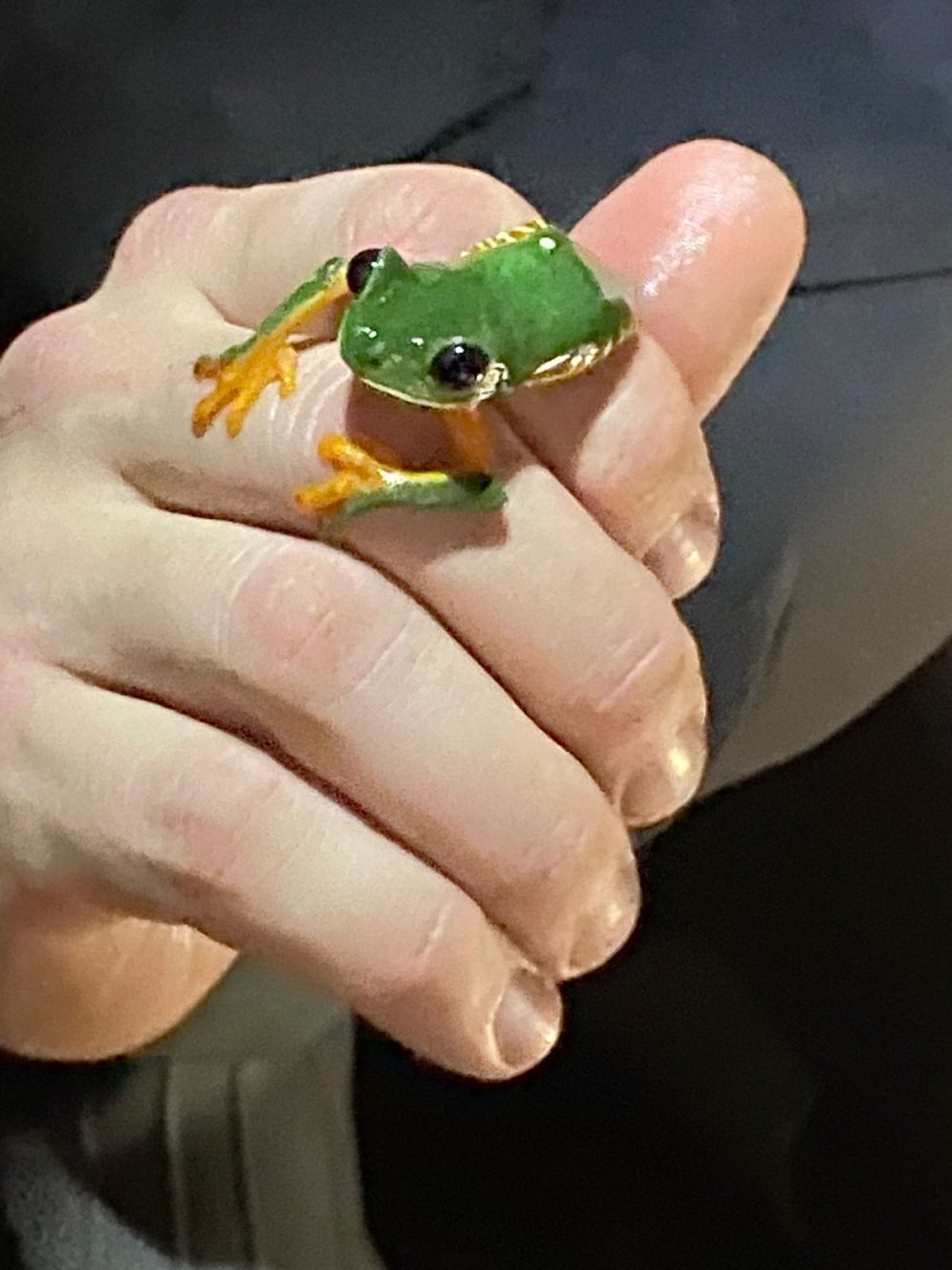 red eyed tree frog.jpeg