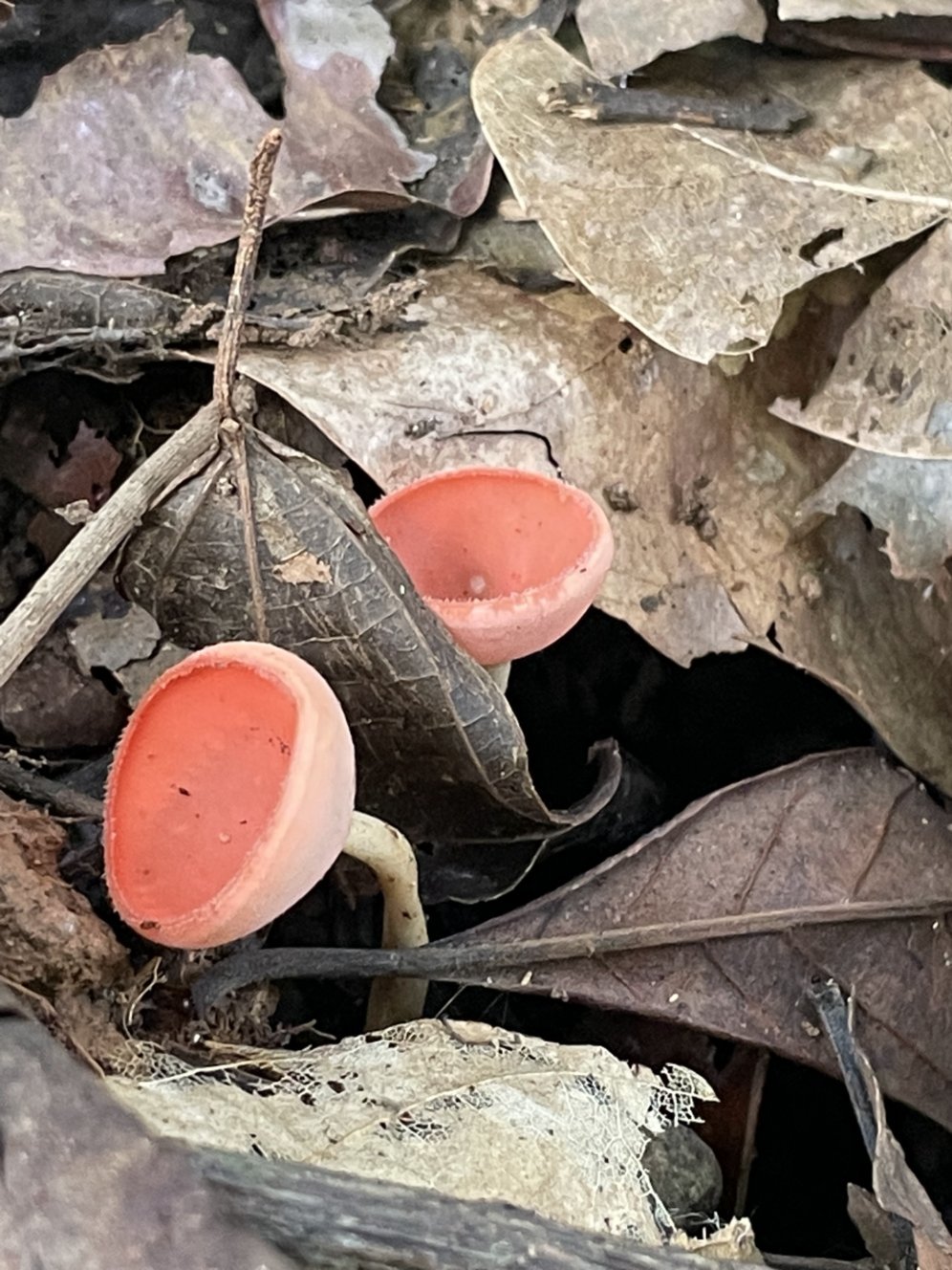 Cup mushroom