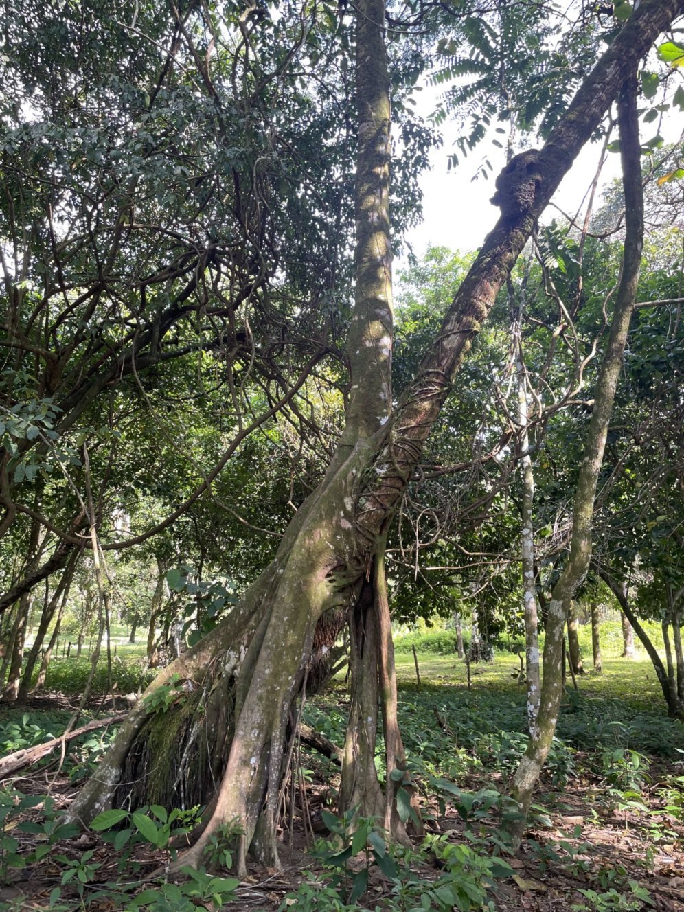 termite nest and strangling tree.jpeg