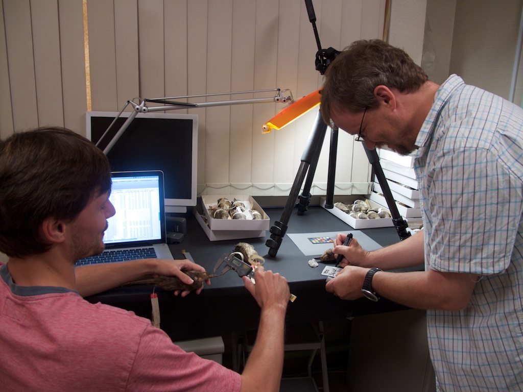 Measuring museum study skins at the Yamashina Institute for Ornithology