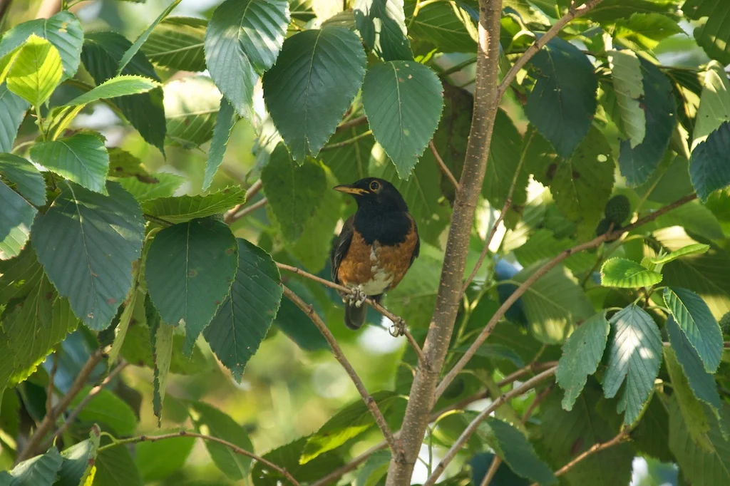 Izu thrush, Miyake Island