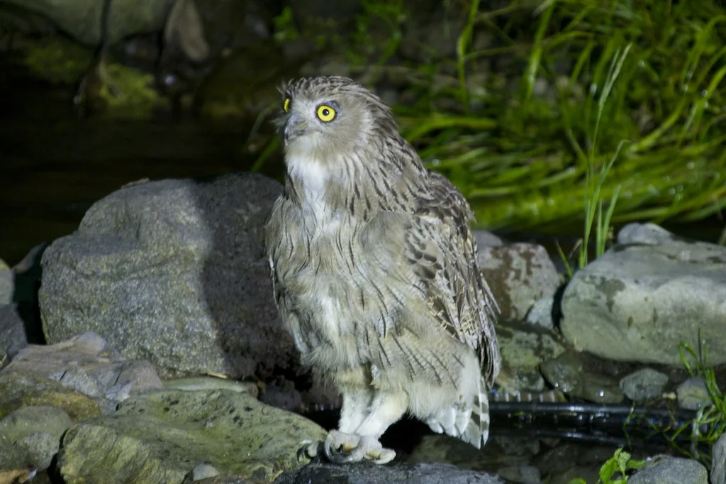Blakiston's Fish Owl, Hokkaido
