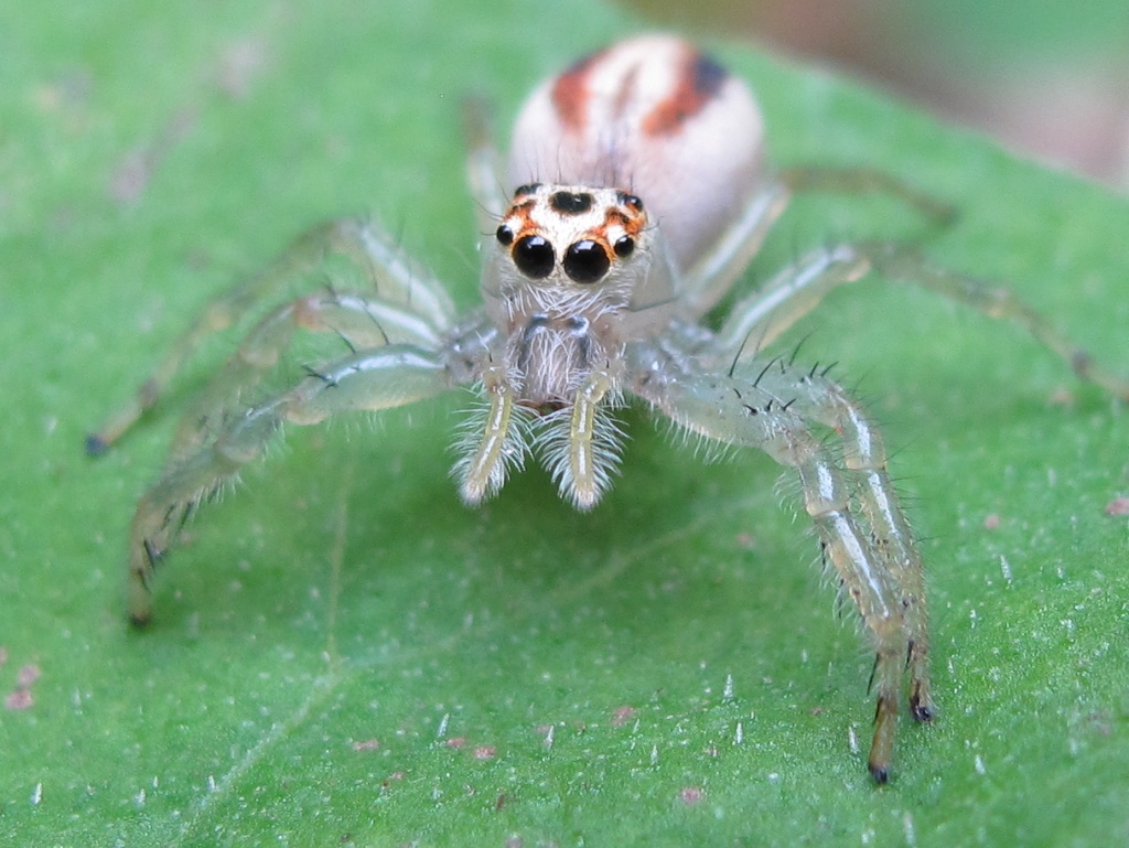 Jumping spider, Tsushima Island, Japan.jpg