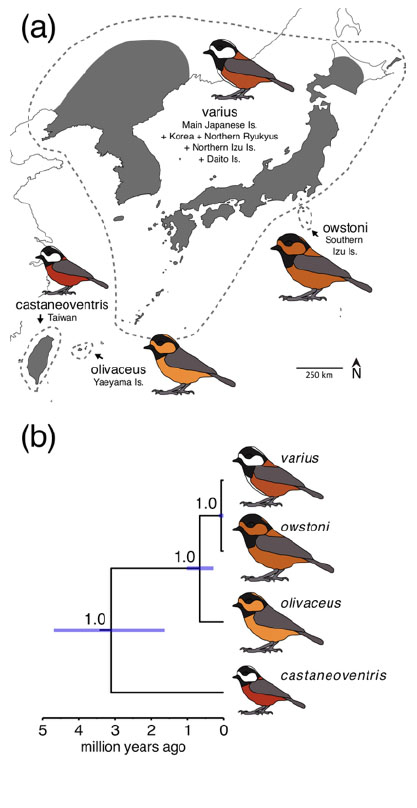 McKay et al. 2014. Systematic Biology 63(4): 504-517.