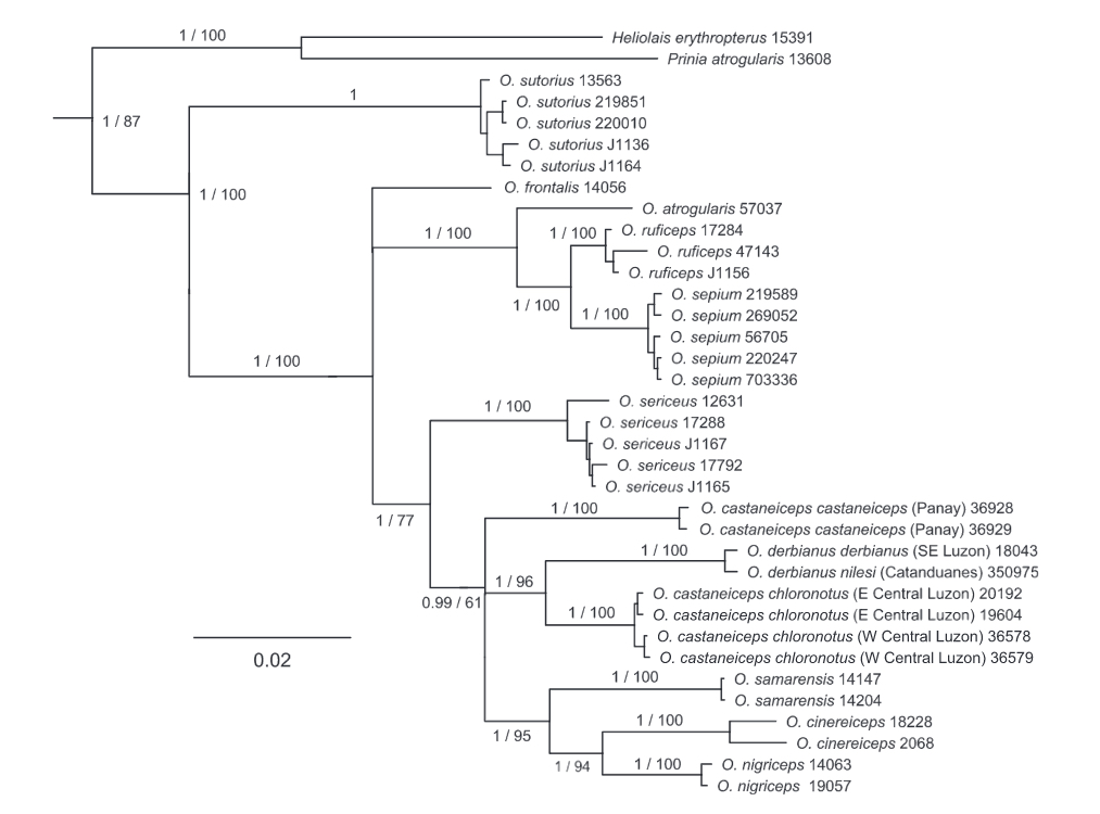 Sheldon et al. 2012. Molecular Phylogenetics and Evolution 65(1): 54-63.
